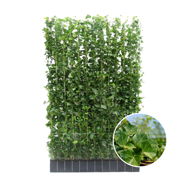 Kant-en-Klaag klimophaag, Klimopplant, Haag, Kleur Groen, Hedera Hibernica ,↔120cm - ↨150 cm