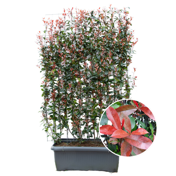 Kant-en-Klaar Haag, Kleur blad Rood,donkerrood, Photinia Fraseri  Carré Rouge  - Glansmispel -  - 120 x 120 x 180 cm
