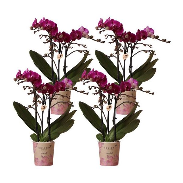 SET van 4  Vlinder Orchideeën Morelia, Kleur Paars,, Bloeiende Kamerplant,  Phalaenopsis Orchideeën, Potmaat Ø9cm