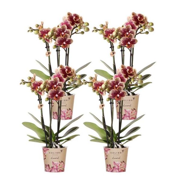 SET van 4  Vlinder Orchideeën Spain, Kleur Geel/Rood,, Bloeiende Kamerplant,  Phalaenopsis Orchideeën, Potmaat Ø9cm