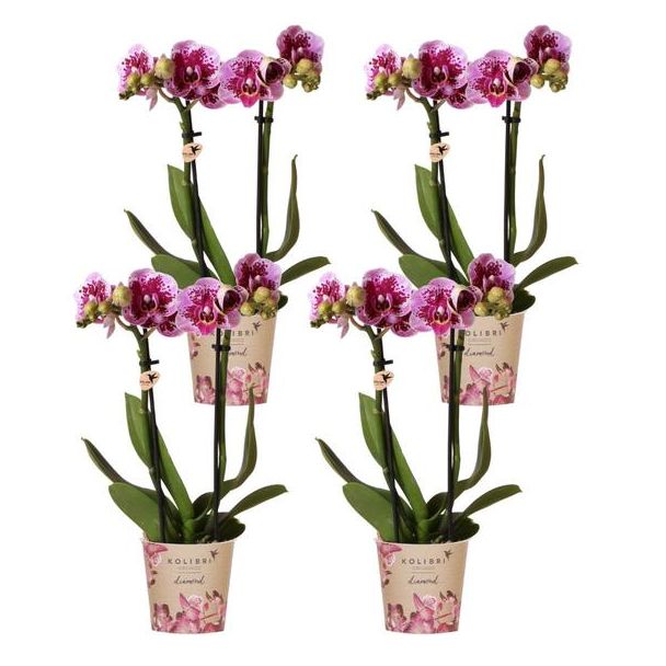 SET van 4  Vlinder Orchideeën  El Salvador, Kleur Roze/Paars,, Bloeiende Kamerplant,  Phalaenopsis Orchideeën, Potmaat Ø9cm