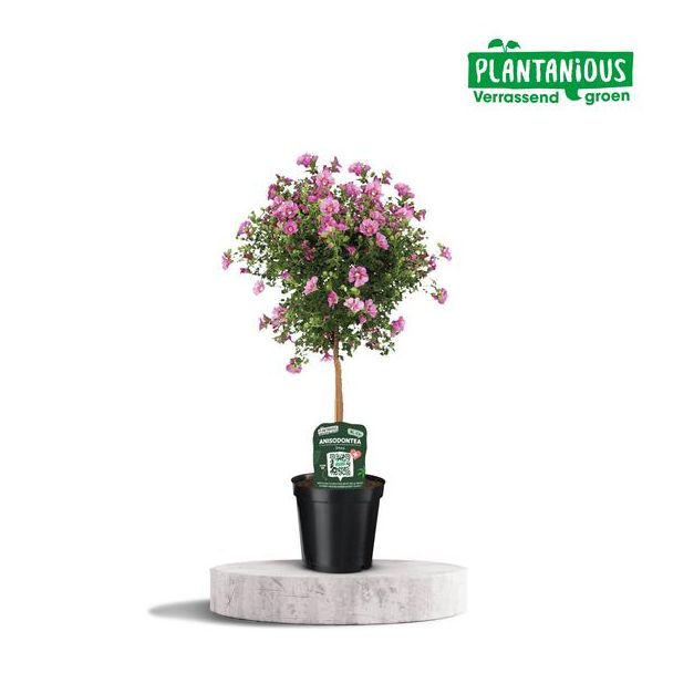 Kaapse Mallow, Afrikaanse Mallow, Plant op stam, Kleur Lila, Roze, Licht Roze, Anisodontea Elegans - Ø19cm - ↕75cm