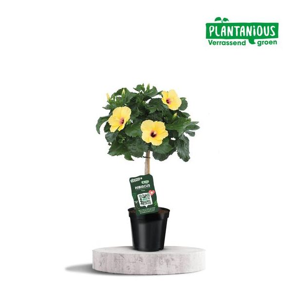Tuinplant Chinese roos (Hibiscus Rosa-sinensis) geel, Ø19cm - ↕75cm