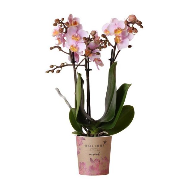 2 stuks Roze Vlinderpracht: Amabilis Orchidee in Ø9cm Pot, Vlinderorchidee