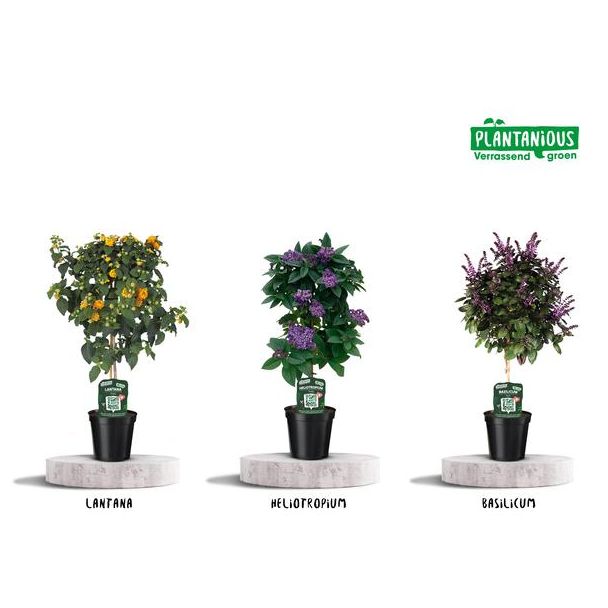 3 x  Kuipplanten Geur Mix,  1x  Lantana-, 1x Helio Tropuim, 1x Basilicum op Stam, Kleur Geel, paars, Tuinplanten, Terrasplanten, Balkonplanten, Eenjarige planten,  Ø19cm - ↕75cm