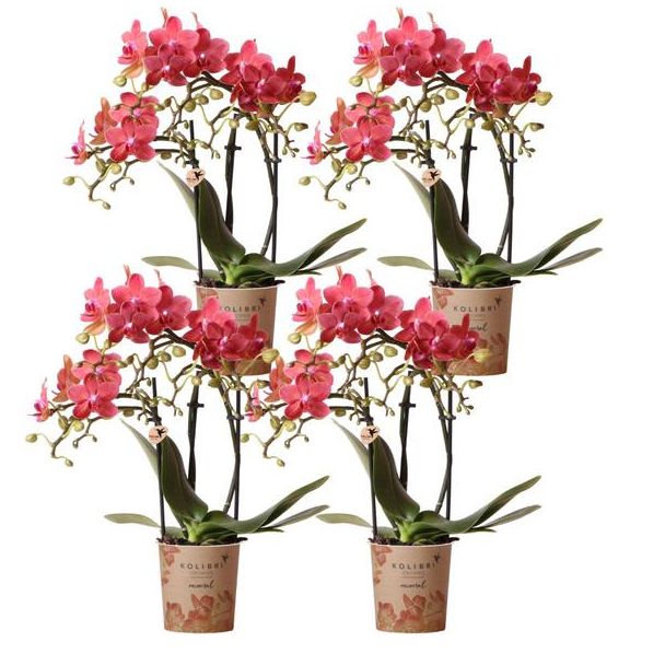 SET van 4  Vlinder Orchideeën Congo,  KleurOranje,, Bloeiende Kamerplant,  Phalaenopsis Orchideeën, Potmaat Ø9cm