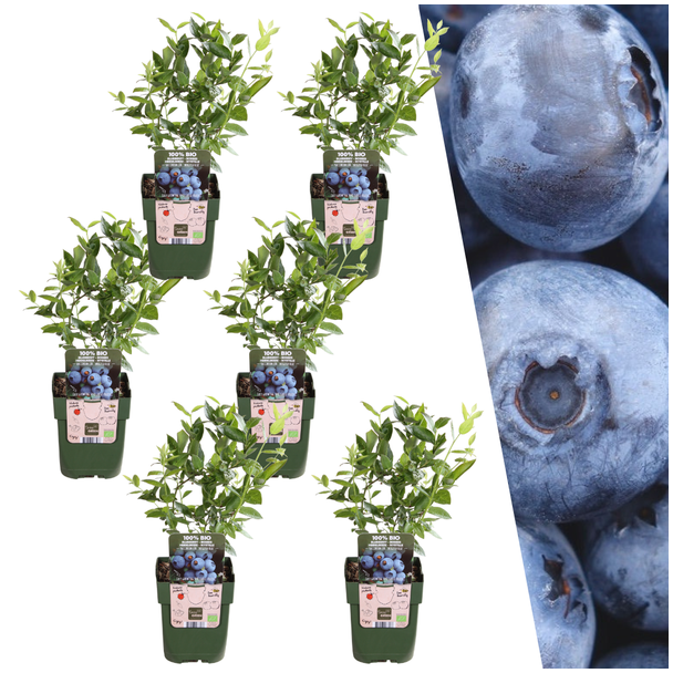 De Blauwe Bosbes, 6 Stuks, Fruitstruik, Vaccinium corymbosum, Bosbessenplanten BIO - Ø 13 cm - ↨ 20 cm