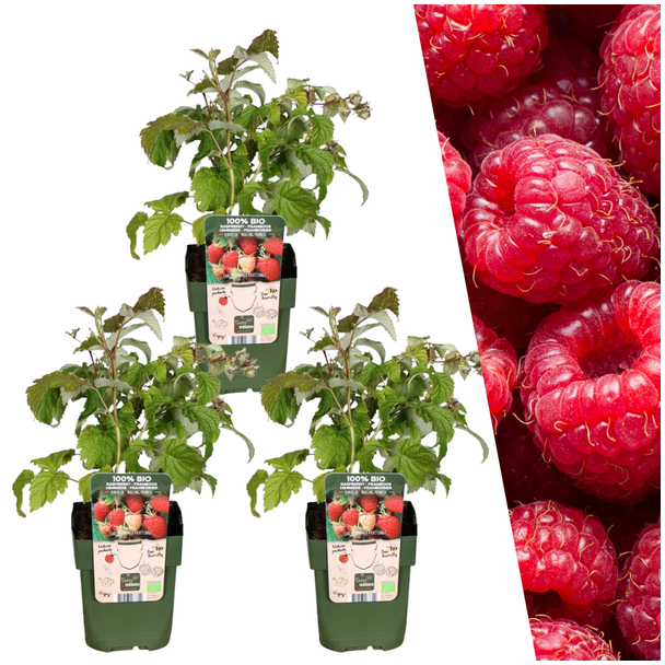 Frambozenplanten, 3 Stuks,Biologisch, Kleur vrucht Rood, Fruitstruiken, Rubus idaeus  - Ø 13 cm - ↨ 20 cm