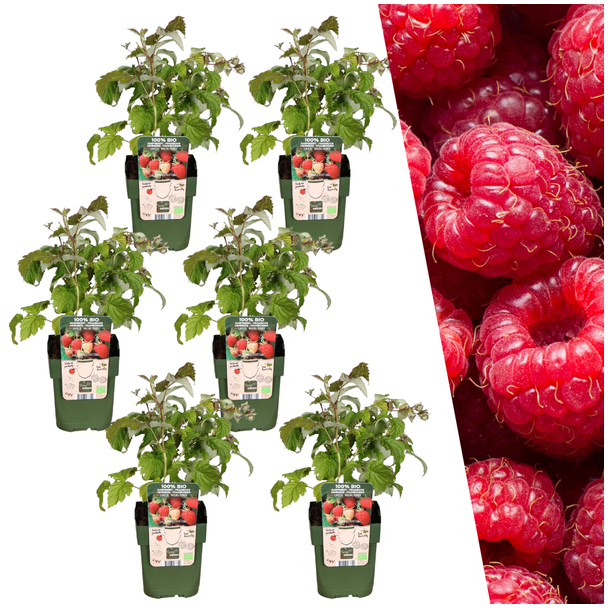 Frambozenplanten, 6 Stuks,Biologisch, Kleur vrucht Rood, Fruitstruiken, Rubus idaeus  - Ø 13 cm - ↨ 20 cm