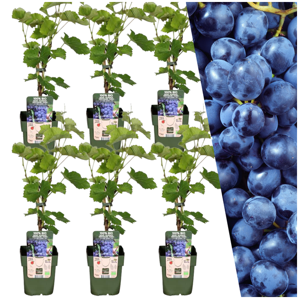 6x Biologische Druivenplanten - druiven struiken -  Vitis vinifera