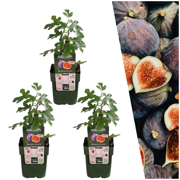 3 Stuks Vijgenboom, Mediterrain, Exotische, Fruitboom, Kleur vrucht Donkerpaars tot Zwart, Biologisch, Ficus Carica - Ø 13 cm - ↨ 20 cm