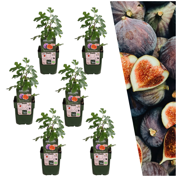 Vijgenboom, 3 Stuks, Mediterrain, Exotische, Fruitboom, Kleur vrucht Donkerpaars tot Zwart, Biologisch, Ficus Carica - Ø 13 cm - ↨ 20 cm