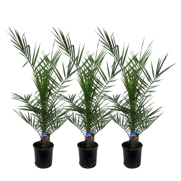 Set van drie Canarische dadelpalmen, 3x Phoenix Canariensis van ca. 80 cm hoog, Ø15