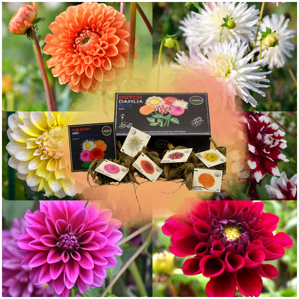 Dahlia`s  2x Luxe Box Large, 2x set van 6 srt. dahlia s ('Playa Blanca', 'Heatwave', 'Little Robert',  Ralphie, Seatle en Mystery Day) Kleur Wit, Rood,Magenta-wit, oranje, Gougeel-wit, Wijnrood-wit, Bloembollen, geschenk, kado