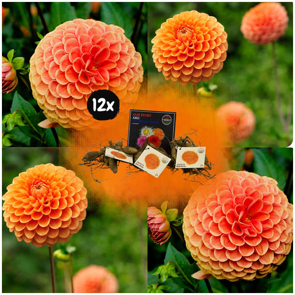 Dahlia  Ralphie, 12st, Kleur Oranje , Groot kogelvormige Bloemen , Bloembollen, Flowerbulbs