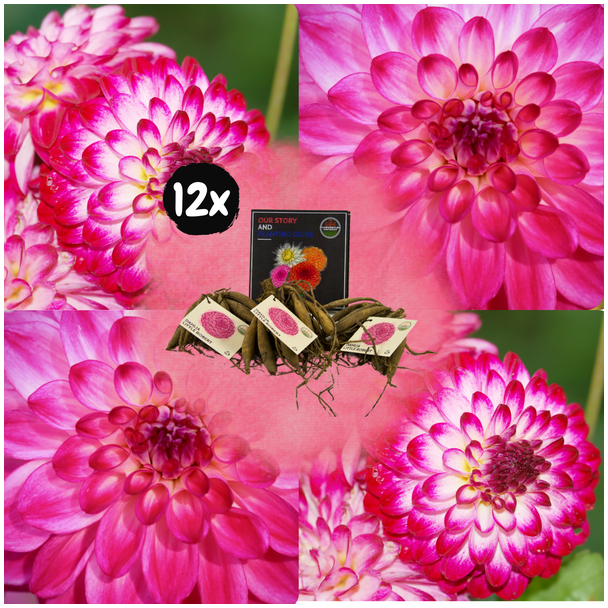 Dahlia  Little Robert, 12st, Kleur Magenta met Wit,  ronde en opgekrulde bloemblaadjes , Bloembollen, Flowerbulbs Amsterdam