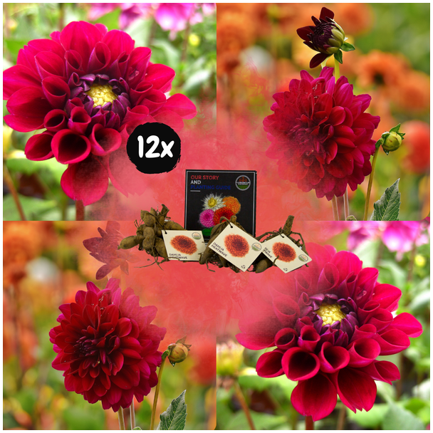 Dahlia Heatwave ,12st, Grote Dieprode Bloemen , Bloembollen, Flowerbulbs Amsterdam