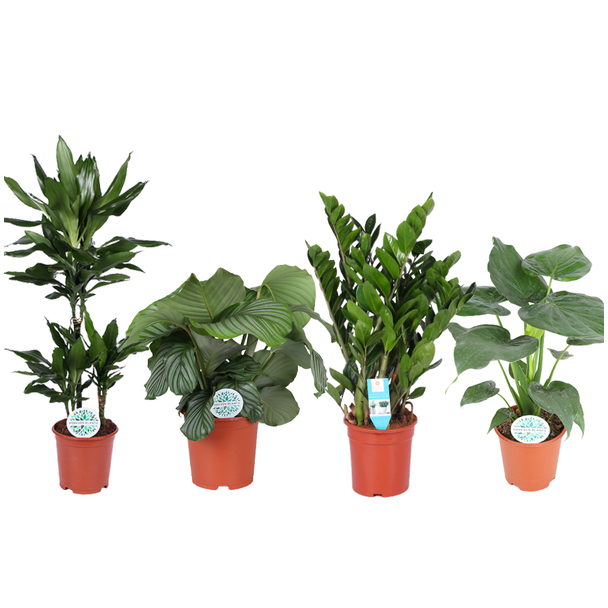 Diverse vormen groene kamerplanten set, 4 planten