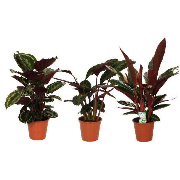 Pauwenplant  mix (Calathea) Symphony - Set van 3 stuks