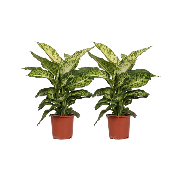 Kamerplant, 2 Stuks, Bont Blad (Groen, Creme), Dieffenbachia Mars - Ø17cm - ↕50cm