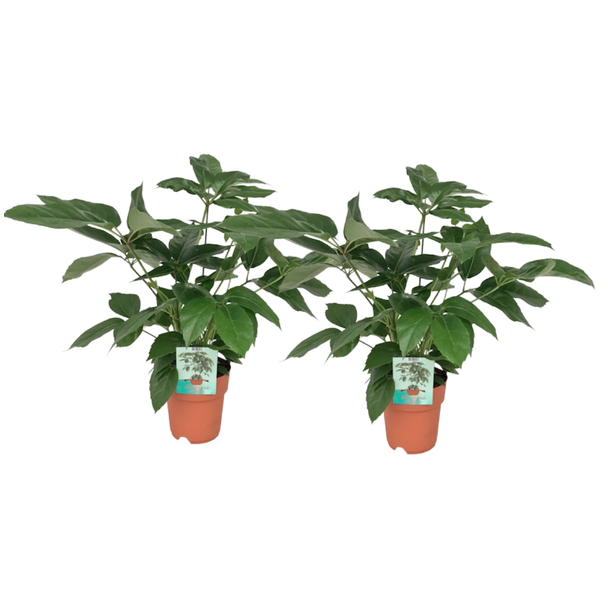 Vingersboom, Set van 2 Stuks, Groene Kamerplant. Schefflera Actinophylla,  Ø19cm - ↕75cm