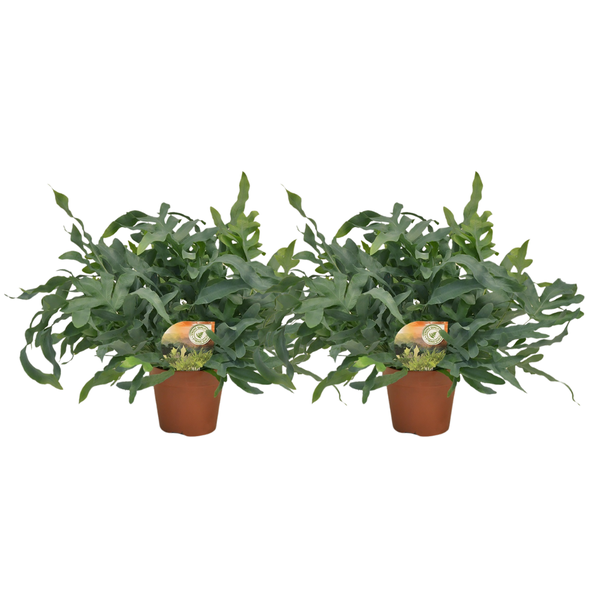 2x Blauwvaren Phlebodium Blue Star hoogte ca Ø60cm Ø17cm
