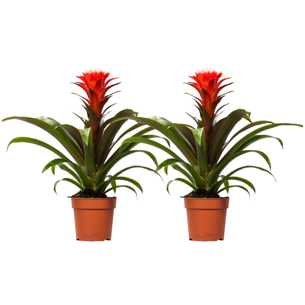 2 stuks Bromelia Guzmania Hope - Rood - - Ø12cm - ↕40cm