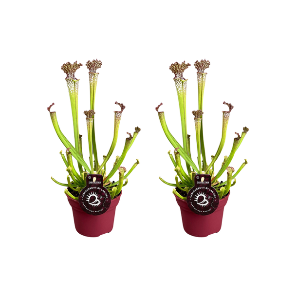 2 stuks vleesetende planten Sarracenia Farnhamii / bekerplant - Ø12cm - ↕40cm