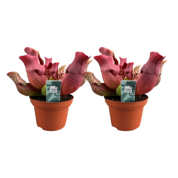 2 stuks vleesetende plant Sarracenia Maroon of rode bekerplant (Ø12cm - ↕23cm)