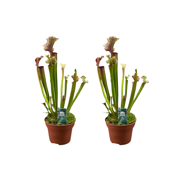 2 stuks - "Bekerplant 'Judith Hindle'" - vleesetende plant Sarracenia - - Ø12cm - ↕30cm