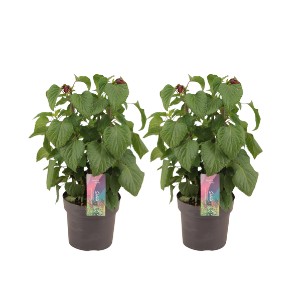 2 x Salie 'Strawberry Lake'" (Salvia Salgoon Strawberry Lake) met levendige kleuren - Ø17cm - ↕50cm