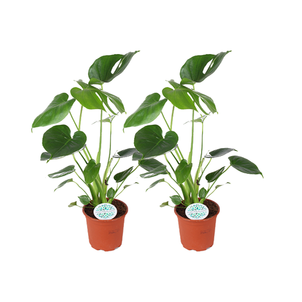 2 stuks Gatenplant of vogelbekplant (Monstera Deliciosa)  - Ø14cm - ↕45cm