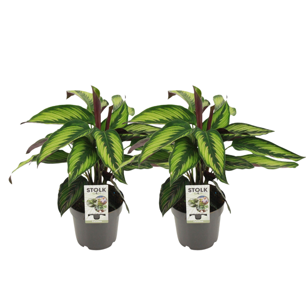 2 x Koninklijke Calathea (Majestica Princeps) - Ø14cm - ↕45cm