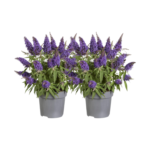 2 stuks Compacte vlinderstruik met  diep paarse bloemen  (Buddleja 'Candy Little Purple')-  Ø17cm - ↕45cm