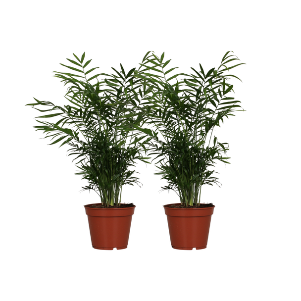 Mexicaanse Dwergpalm, 2 Stuks, Kamerplant, Palm, Chamaedorea Elegans - 2 stuks - Ø17cm - ↕55cm