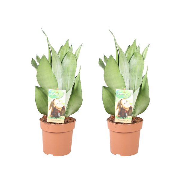 Vrouwentong, Zilverachtig Blad, Sansevieria Moonshine - 2 stuks - Ø14cm - ↕40cm