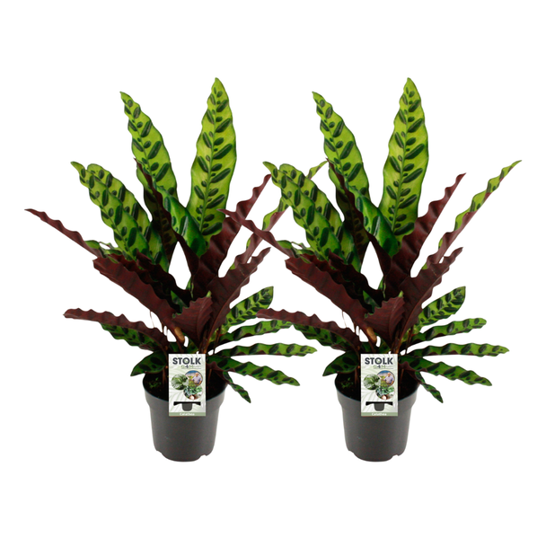 2 x Lansvormige Calathea met slanke, langwerpige bladeren met opvallende groene en crèmekleurige strepen - Ø14cm - ↕45cm