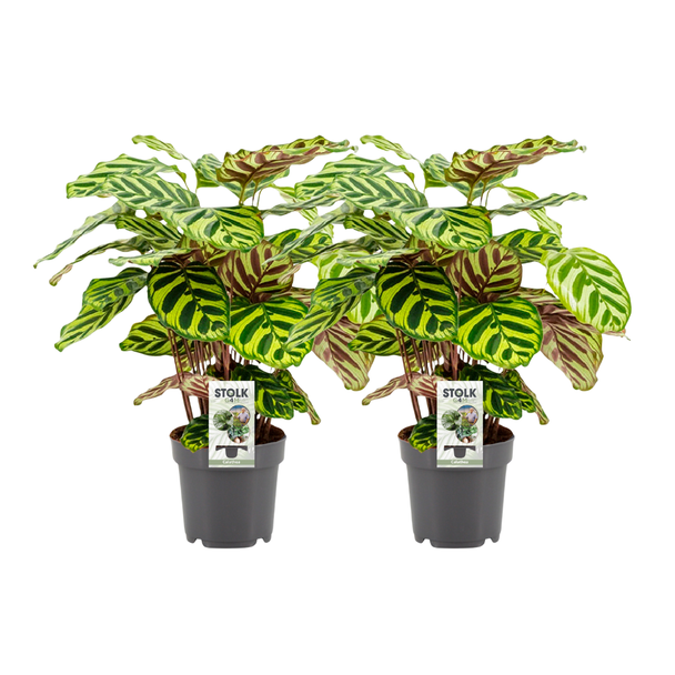 twee stuks Pauwenplant (Calathea) Makoyana - Ø14cm - ↕45cm