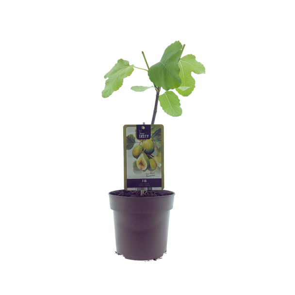 Vijgenboom, Mediterrain, Exotische, Fruitboom, Kleur vrucht Groen met geel, Ficus Panachee  - Ø15cm - ↕40cm