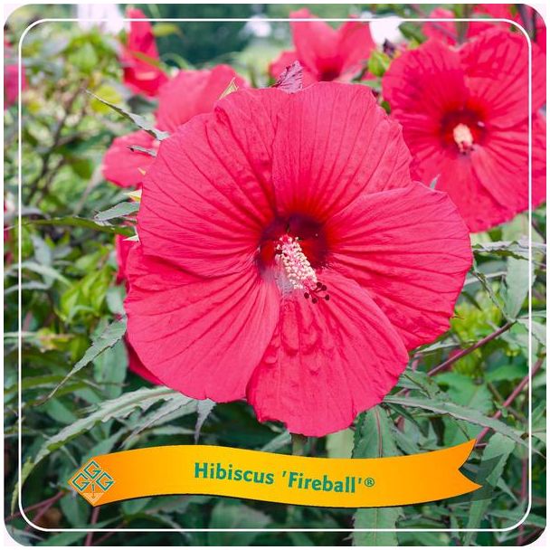 Tuinplant, Chinese roos (Hibiscus  Fireball) ,Kleur Zacht-Rood, Balkonplant, Terrasplant, Struik, Kamerplant, Ø25cm - ↕35cm