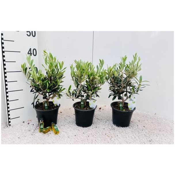Set van 3 Mini-Stam  olijfboom Olea Europaea + olijf fles - Ø14cm - ↕35cm