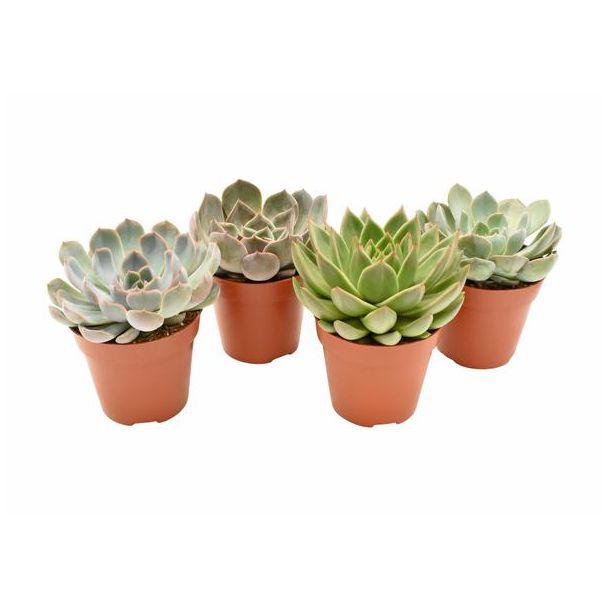 Vetplant succulent Mix van 4 stuks  - Ø12cm - ↕15cm - Echeveria