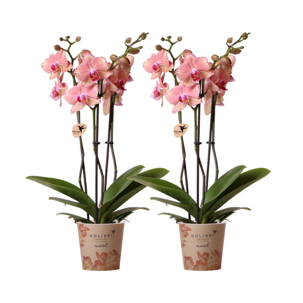 COMBI DEAL van 2 Vlinder Orchideeën, Kleur Oranje/ Roze,, Bloeiende Kamerplant,  Phalaenopsis Orchideeën,Phalaenopsis orchideeën, Pirate Picotee ,  Potmaat Ø12cm