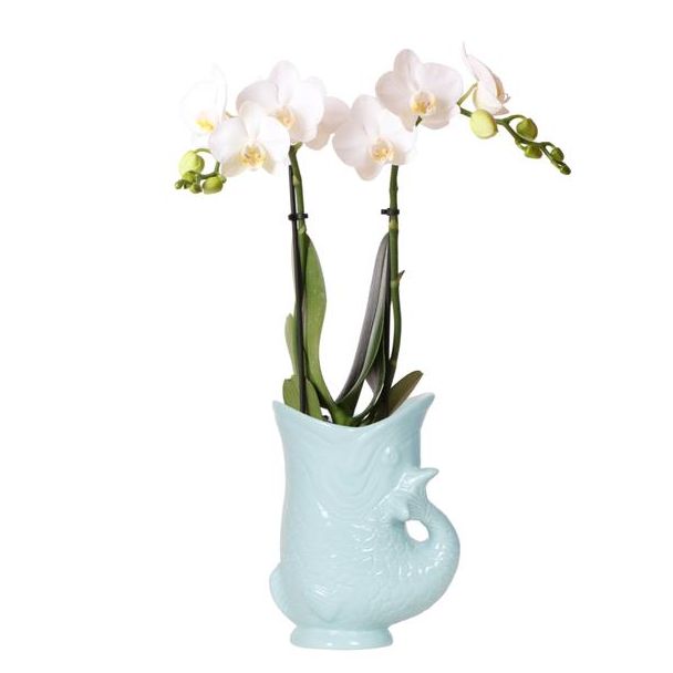 Bloeiende Kamerplanten, Witte Phalaenopsis Orchidee - Amabilis + Fish Pot Turqoise - potmaat Ø9cm