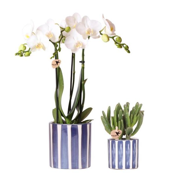 Set van Witte Vlinder Orchidee Amabilis en Hobbit Jade Plant in gestreepte Blauw Pot - Potmaat Ø9cm + Ø6cm | Vers van de Kweker