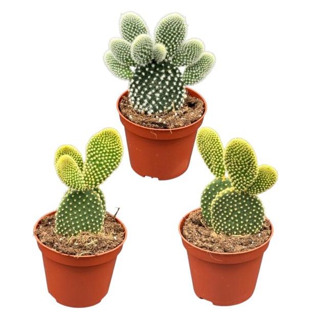 Opuntia Microdasys - Bunny Ear (konijnenoren) Cactus Set van 3 - Ø 8.5 cm - Hoogte 15-20 cm