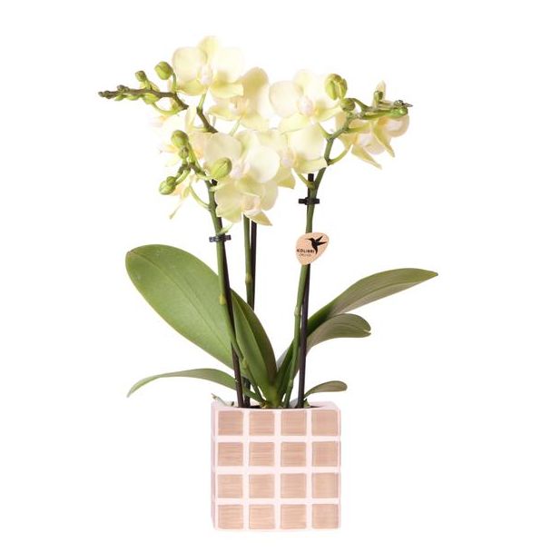 Betoverend Geel en bruin: Phalaenopsis Orchidee met Mosa Sierpot | potmaat Ø9cm | Vers geleverd