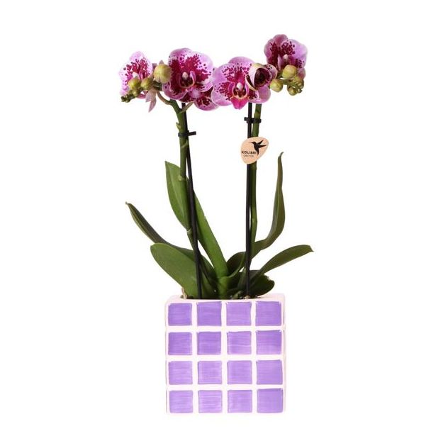 Betoverend Paars en lila Phalaenopsis Orchidee met Mosa Sierpot | potmaat Ø9cm | Vers geleverd