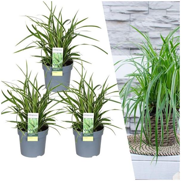 3 stuks Bonte Siergras, Struik, Kleur Groen met Creme, Borderplant, Carex morrowi  Ice Dance  - Ø 14 cm - ↨ 25 cm