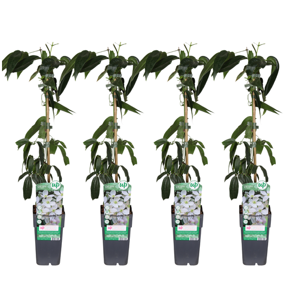 Clematis, 4 Stuks, Klimplant, Kleur Wit/Creme, Groenblijvend, Clematis armandii - 4 stuks - Ø15cm - ↕65cm